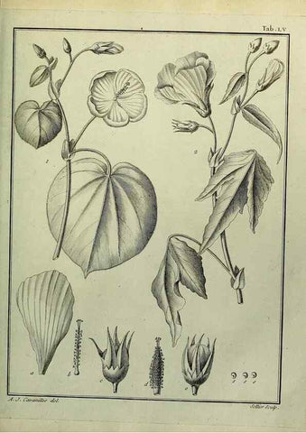 Reproducción/Reproduction 8187771283: Monadelphiae classis dissertationes decem.. Parisiis,Apud F.A. Didot,1785-1790.
