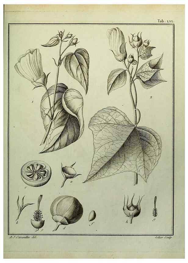 Reproducción/Reproduction 8187772139: Monadelphiae classis dissertationes decem.. Parisiis,Apud F.A. Didot,1785-1790.