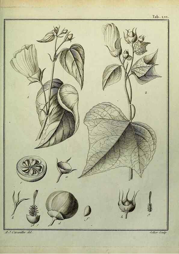 Reproducción/Reproduction 8187772139: Monadelphiae classis dissertationes decem.. Parisiis,Apud F.A. Didot,1785-1790.