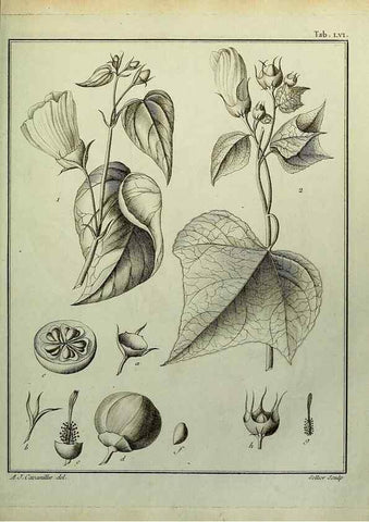 Reproducción/Reproduction 8187772139: Monadelphiae classis dissertationes decem.. Parisiis,Apud F.A. Didot,1785-1790.