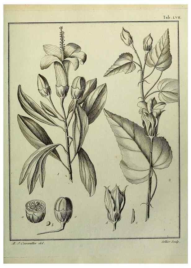 Reproducción/Reproduction 8187773125: Monadelphiae classis dissertationes decem.. Parisiis,Apud F.A. Didot,1785-1790.