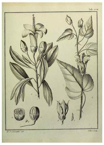 Reproducción/Reproduction 8187773125: Monadelphiae classis dissertationes decem.. Parisiis,Apud F.A. Didot,1785-1790.