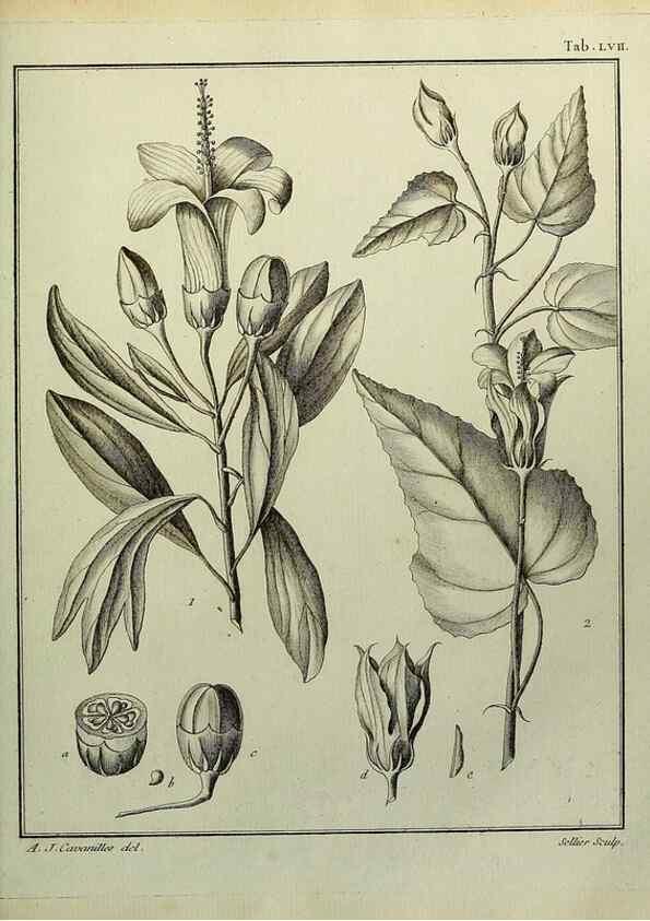 Reproducción/Reproduction 8187773125: Monadelphiae classis dissertationes decem.. Parisiis,Apud F.A. Didot,1785-1790.