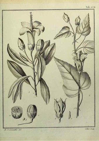 Reproducción/Reproduction 8187773125: Monadelphiae classis dissertationes decem.. Parisiis,Apud F.A. Didot,1785-1790.