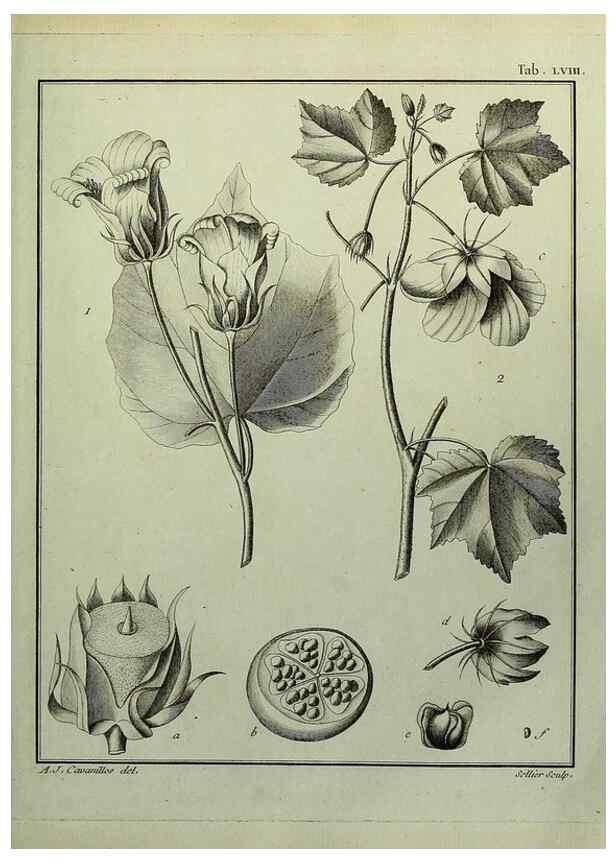 Reproducción/Reproduction 8187773779: Monadelphiae classis dissertationes decem.. Parisiis,Apud F.A. Didot,1785-1790.