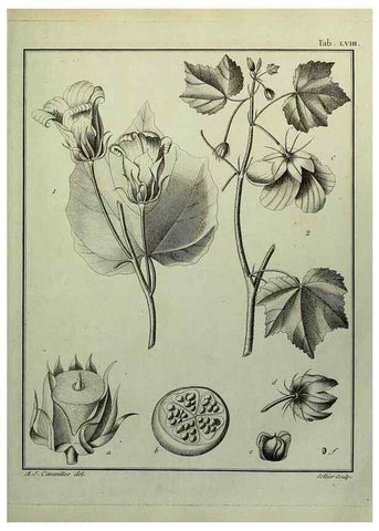 Reproducción/Reproduction 8187773779: Monadelphiae classis dissertationes decem.. Parisiis,Apud F.A. Didot,1785-1790.