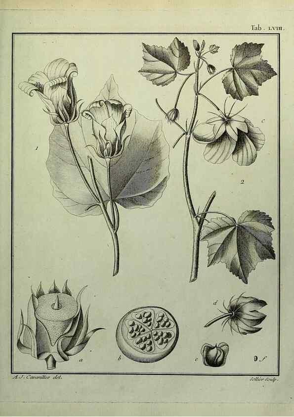 Reproducción/Reproduction 8187773779: Monadelphiae classis dissertationes decem.. Parisiis,Apud F.A. Didot,1785-1790.