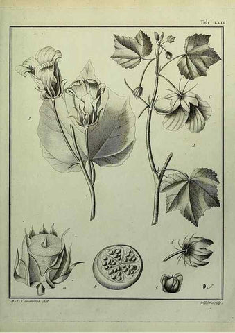 Reproducción/Reproduction 8187773779: Monadelphiae classis dissertationes decem.. Parisiis,Apud F.A. Didot,1785-1790.