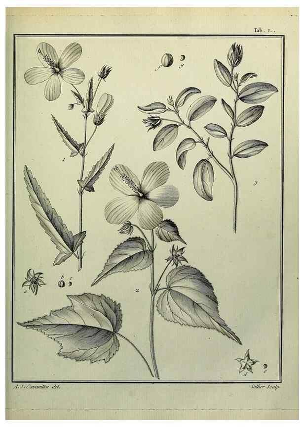 Reproducción/Reproduction 8187767801: Monadelphiae classis dissertationes decem.. Parisiis,Apud F.A. Didot,1785-1790.