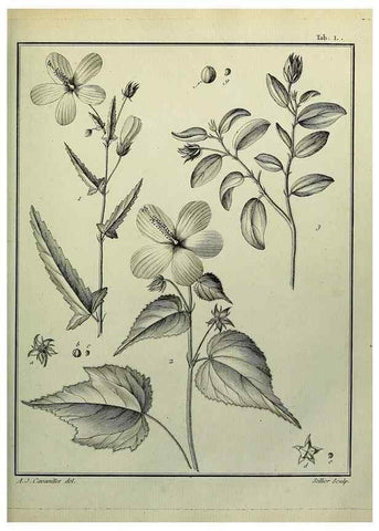 Reproducción/Reproduction 8187767801: Monadelphiae classis dissertationes decem.. Parisiis,Apud F.A. Didot,1785-1790.