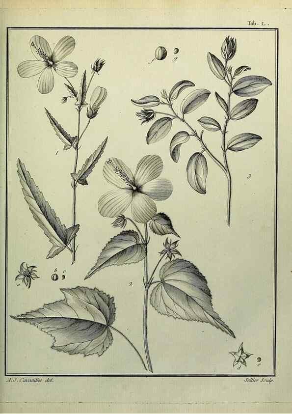 Reproducción/Reproduction 8187767801: Monadelphiae classis dissertationes decem.. Parisiis,Apud F.A. Didot,1785-1790.