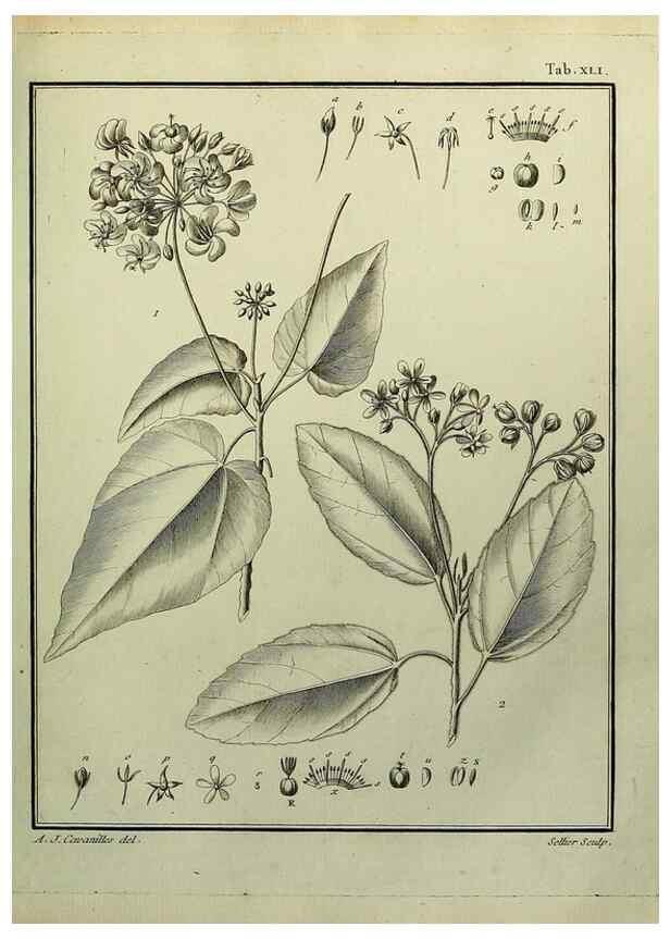 Reproducción/Reproduction 8188840640: Monadelphiae classis dissertationes decem.. Parisiis,Apud F.A. Didot,1785-1790.