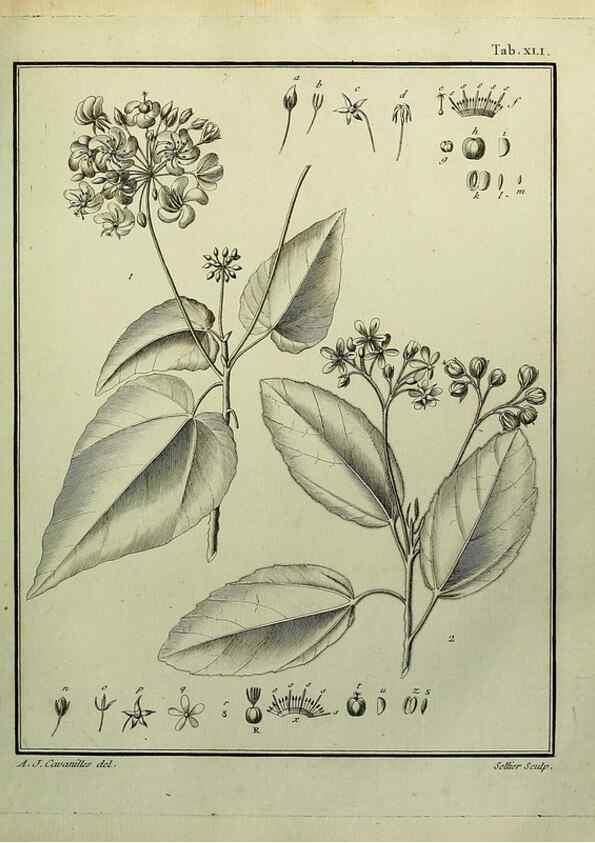 Reproducción/Reproduction 8188840640: Monadelphiae classis dissertationes decem.. Parisiis,Apud F.A. Didot,1785-1790.