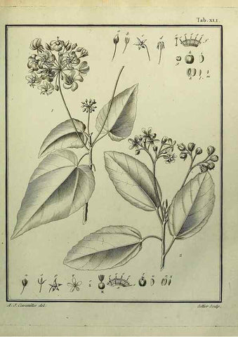 Reproducción/Reproduction 8188840640: Monadelphiae classis dissertationes decem.. Parisiis,Apud F.A. Didot,1785-1790.