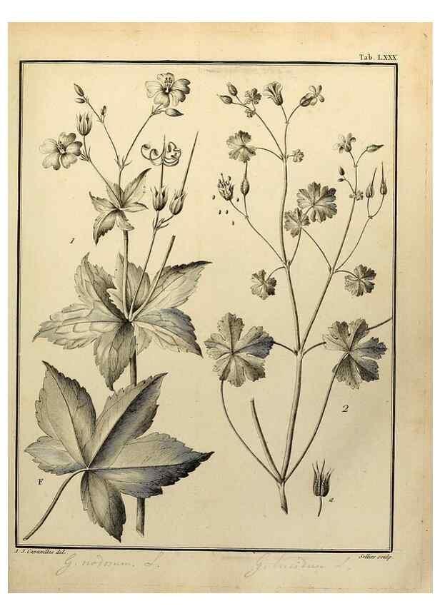Reproducción/Reproduction 8188869234: Monadelphiae classis dissertationes decem.. Parisiis,Apud F.A. Didot,1785-1790.