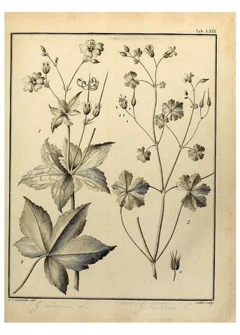 Reproducción/Reproduction 8188869234: Monadelphiae classis dissertationes decem.. Parisiis,Apud F.A. Didot,1785-1790.