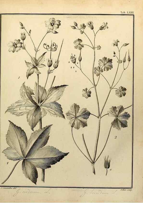 Reproducción/Reproduction 8188869234: Monadelphiae classis dissertationes decem.. Parisiis,Apud F.A. Didot,1785-1790.