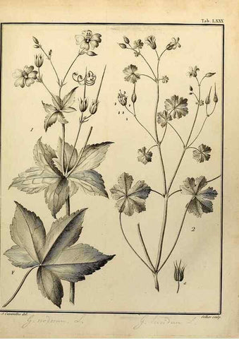 Reproducción/Reproduction 8188869234: Monadelphiae classis dissertationes decem.. Parisiis,Apud F.A. Didot,1785-1790.