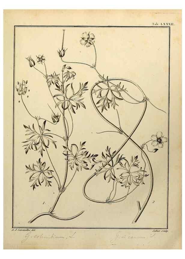 Reproducción/Reproduction 8188870860: Monadelphiae classis dissertationes decem.. Parisiis,Apud F.A. Didot,1785-1790.