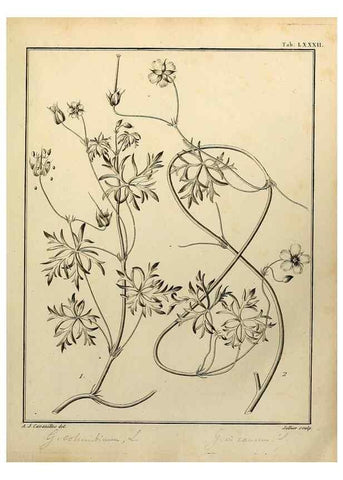 Reproducción/Reproduction 8188870860: Monadelphiae classis dissertationes decem.. Parisiis,Apud F.A. Didot,1785-1790.