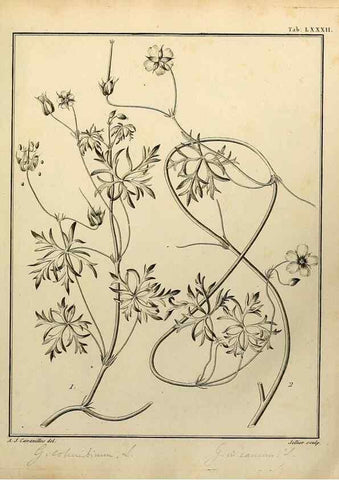 Reproducción/Reproduction 8188870860: Monadelphiae classis dissertationes decem.. Parisiis,Apud F.A. Didot,1785-1790.