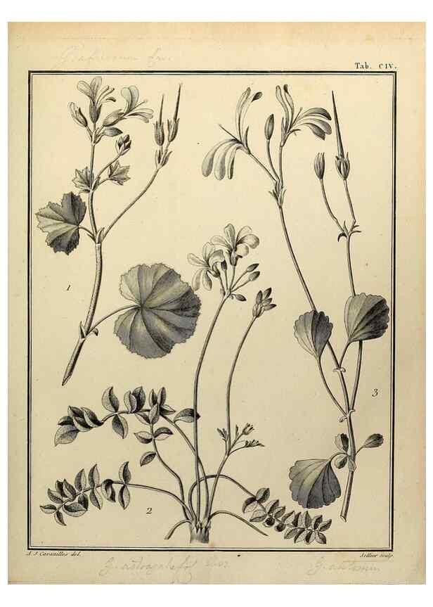 Reproducción/Reproduction 8188886116: Monadelphiae classis dissertationes decem.. Parisiis,Apud F.A. Didot,1785-1790.