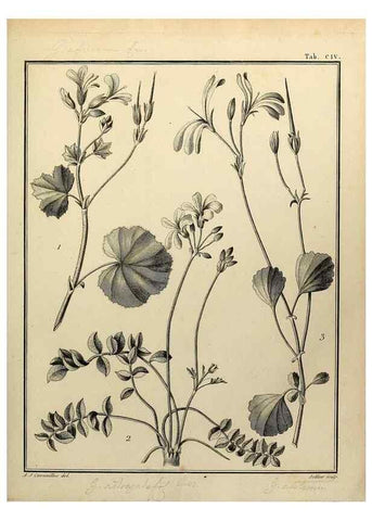 Reproducción/Reproduction 8188886116: Monadelphiae classis dissertationes decem.. Parisiis,Apud F.A. Didot,1785-1790.