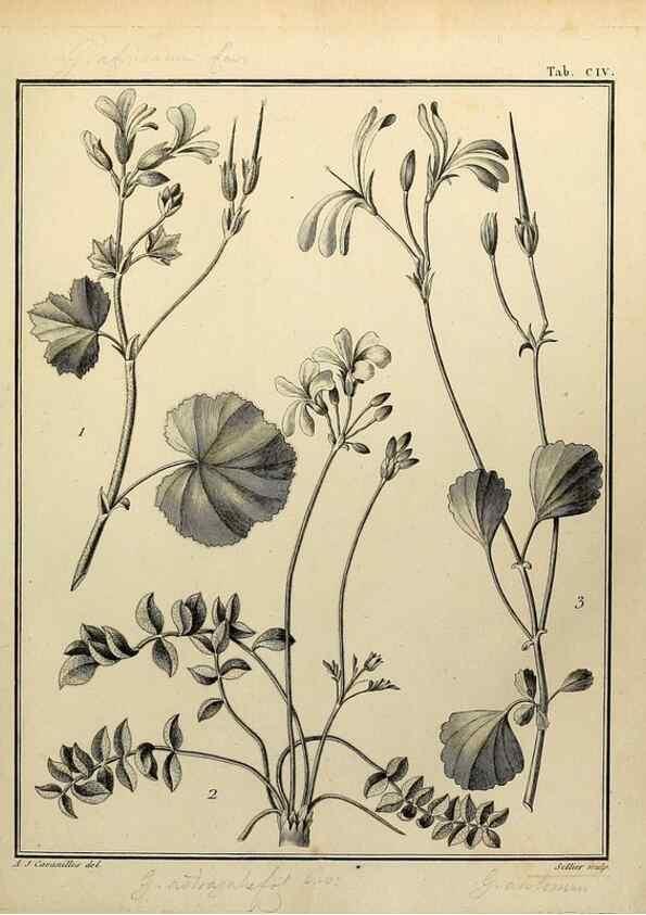Reproducción/Reproduction 8188886116: Monadelphiae classis dissertationes decem.. Parisiis,Apud F.A. Didot,1785-1790.