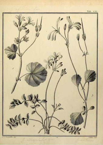Reproducción/Reproduction 8188886116: Monadelphiae classis dissertationes decem.. Parisiis,Apud F.A. Didot,1785-1790.