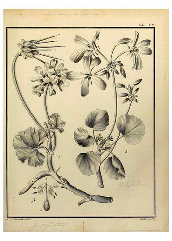Reproducción/Reproduction 8188886748: Monadelphiae classis dissertationes decem.. Parisiis,Apud F.A. Didot,1785-1790.