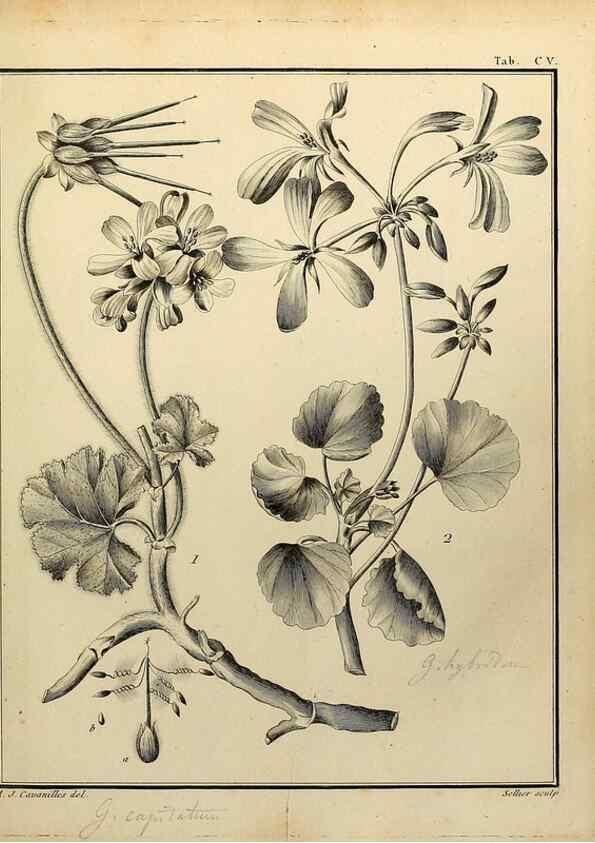 Reproducción/Reproduction 8188886748: Monadelphiae classis dissertationes decem.. Parisiis,Apud F.A. Didot,1785-1790.