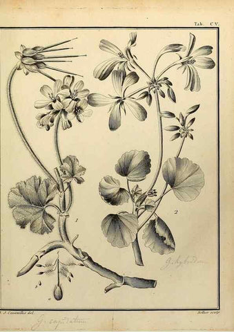 Reproducción/Reproduction 8188886748: Monadelphiae classis dissertationes decem.. Parisiis,Apud F.A. Didot,1785-1790.