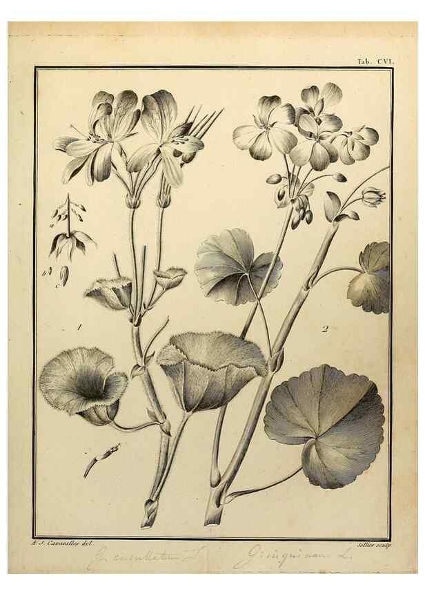 Reproducción/Reproduction 8188887834: Monadelphiae classis dissertationes decem.. Parisiis,Apud F.A. Didot,1785-1790.