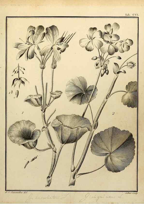 Reproducción/Reproduction 8188887834: Monadelphiae classis dissertationes decem.. Parisiis,Apud F.A. Didot,1785-1790.