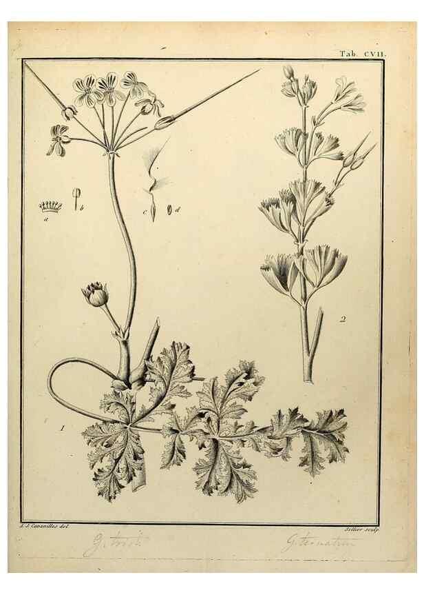 Reproducción/Reproduction 8187808427: Monadelphiae classis dissertationes decem.. Parisiis,Apud F.A. Didot,1785-1790.