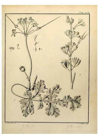 Reproducción/Reproduction 8187808427: Monadelphiae classis dissertationes decem.. Parisiis,Apud F.A. Didot,1785-1790.