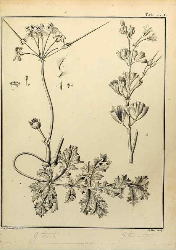 Reproducción/Reproduction 8187808427: Monadelphiae classis dissertationes decem.. Parisiis,Apud F.A. Didot,1785-1790.