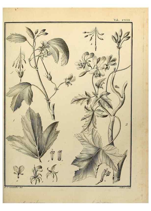 Reproducción/Reproduction 8188889286: Monadelphiae classis dissertationes decem.. Parisiis,Apud F.A. Didot,1785-1790.