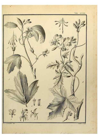 Reproducción/Reproduction 8188889286: Monadelphiae classis dissertationes decem.. Parisiis,Apud F.A. Didot,1785-1790.