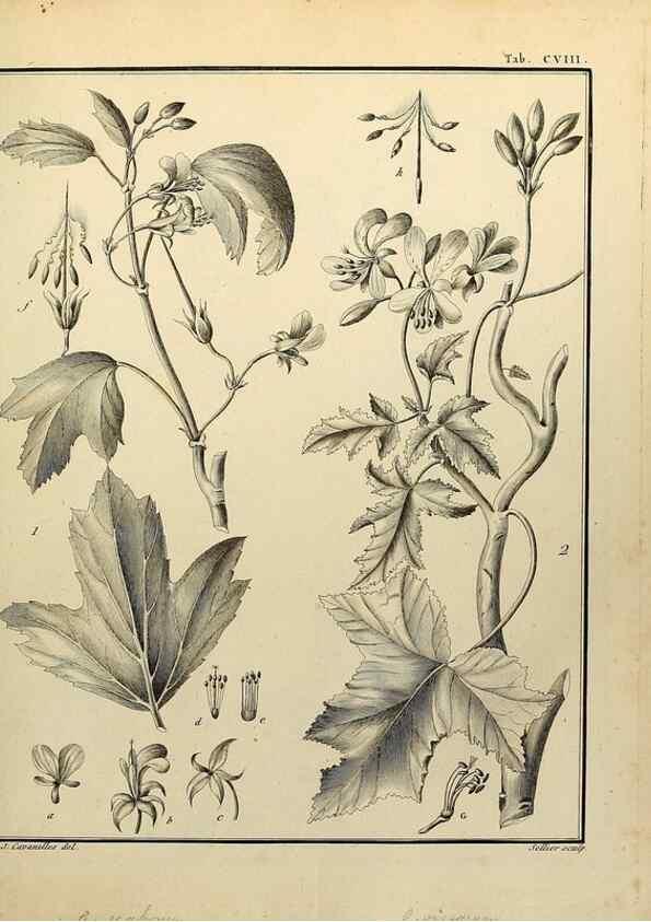 Reproducción/Reproduction 8188889286: Monadelphiae classis dissertationes decem.. Parisiis,Apud F.A. Didot,1785-1790.