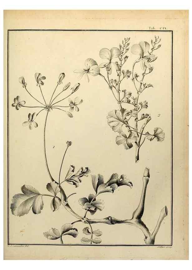 Reproducción/Reproduction 8187809983: Monadelphiae classis dissertationes decem.. Parisiis,Apud F.A. Didot,1785-1790.