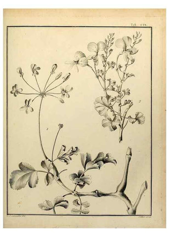 Reproducción/Reproduction 8187809983: Monadelphiae classis dissertationes decem.. Parisiis,Apud F.A. Didot,1785-1790.