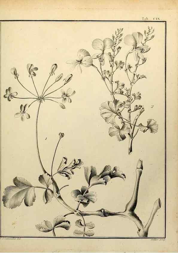 Reproducción/Reproduction 8187809983: Monadelphiae classis dissertationes decem.. Parisiis,Apud F.A. Didot,1785-1790.