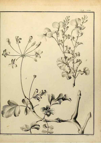 Reproducción/Reproduction 8187809983: Monadelphiae classis dissertationes decem.. Parisiis,Apud F.A. Didot,1785-1790.
