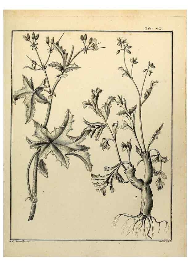 Reproducción/Reproduction 8188890970: Monadelphiae classis dissertationes decem.. Parisiis,Apud F.A. Didot,1785-1790.