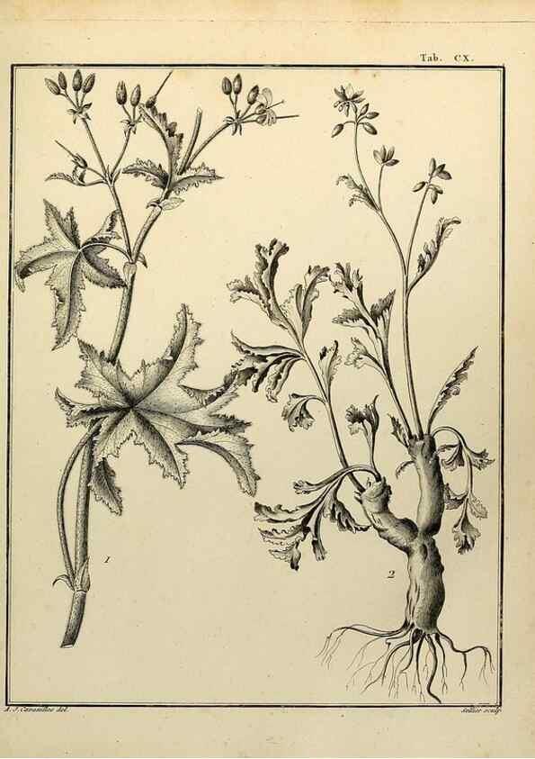 Reproducción/Reproduction 8188890970: Monadelphiae classis dissertationes decem.. Parisiis,Apud F.A. Didot,1785-1790.
