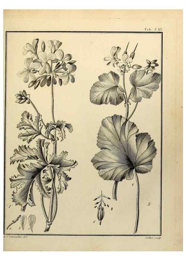 Reproducción/Reproduction 8187811479: Monadelphiae classis dissertationes decem.. Parisiis,Apud F.A. Didot,1785-1790.