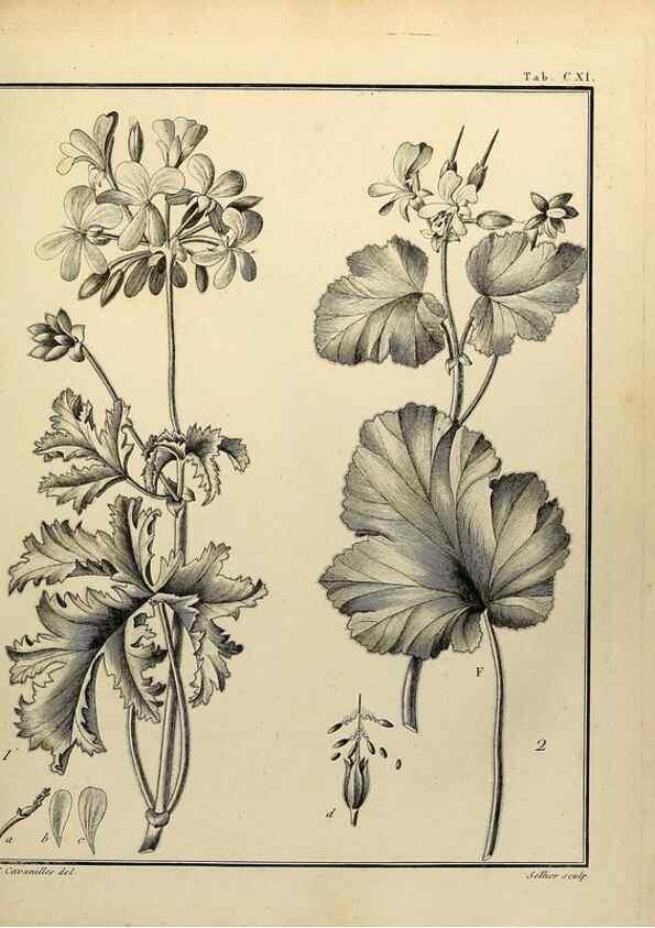 Reproducción/Reproduction 8187811479: Monadelphiae classis dissertationes decem.. Parisiis,Apud F.A. Didot,1785-1790.