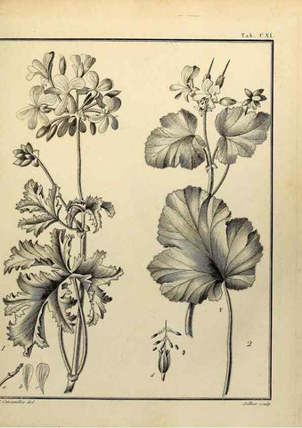Reproducción/Reproduction 8187811479: Monadelphiae classis dissertationes decem.. Parisiis,Apud F.A. Didot,1785-1790.