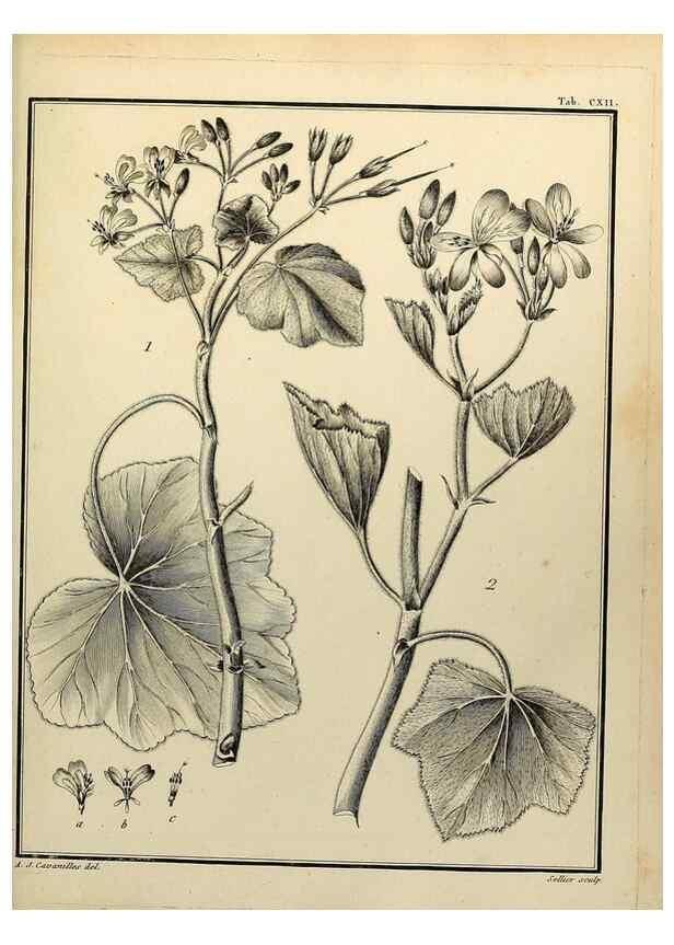 Reproducción/Reproduction 8187812321: Monadelphiae classis dissertationes decem.. Parisiis,Apud F.A. Didot,1785-1790.